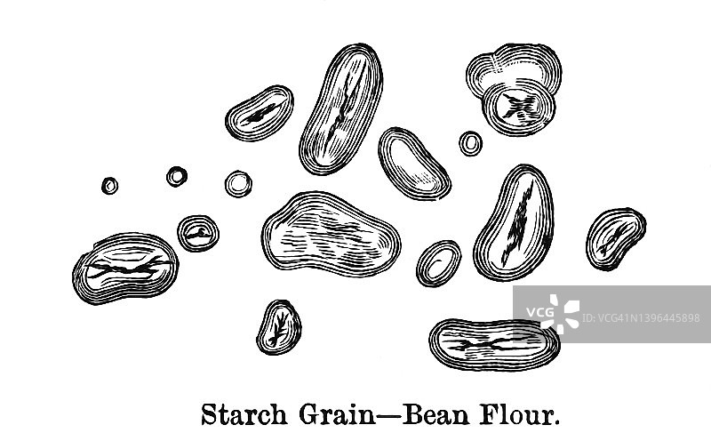 老雕刻的显微镜下淀粉粒-豆粉视图图片素材