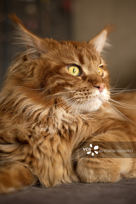 大红缅因猫。国内纯种猫。家里的宠物。图片素材