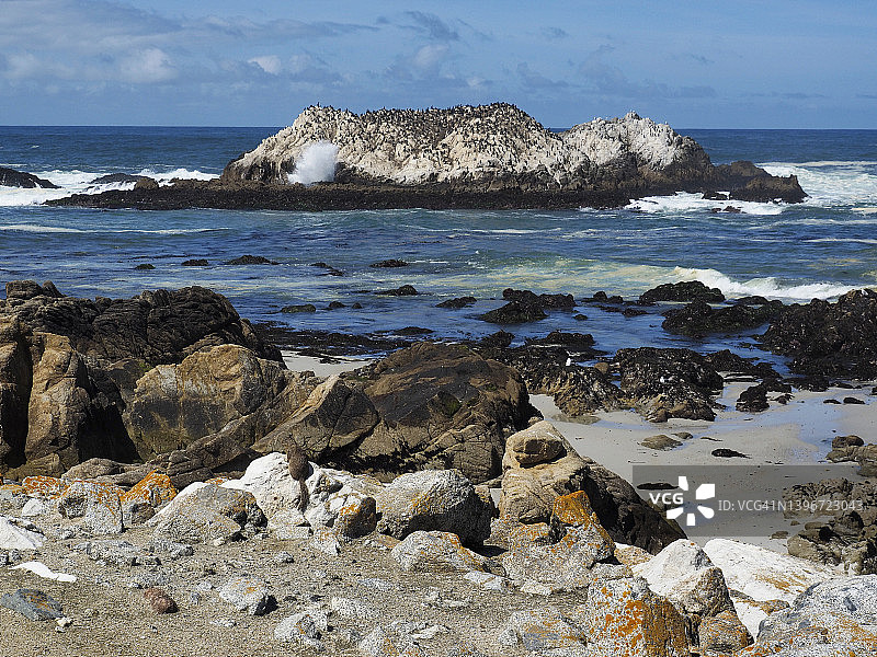 鹈鹕和鸬鹚在加州蒙特雷17英里公路沿线的鸟岩，海蚀柱上聚集图片素材
