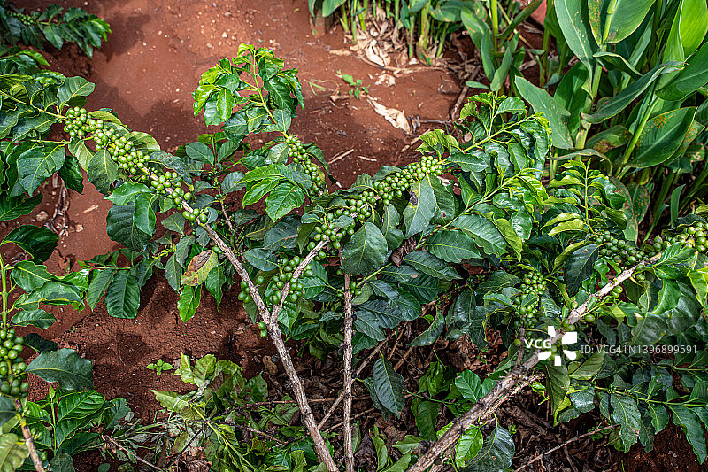 坦桑尼亚，卡拉图，恩戈罗恩戈罗·马里拉山景小屋的咖啡工厂图片素材