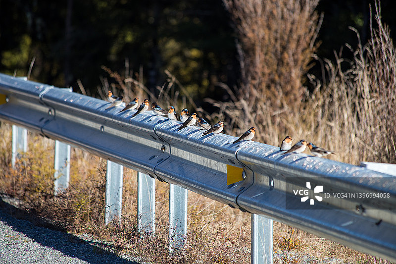 一群受欢迎的燕子坐在道路安全屏障上，在冬天的阳光下，纳尔逊湖国家公园，新西兰图片素材