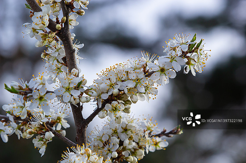 黑刺李梅刺李植物灌木白花开花细部春天野生果实图片素材