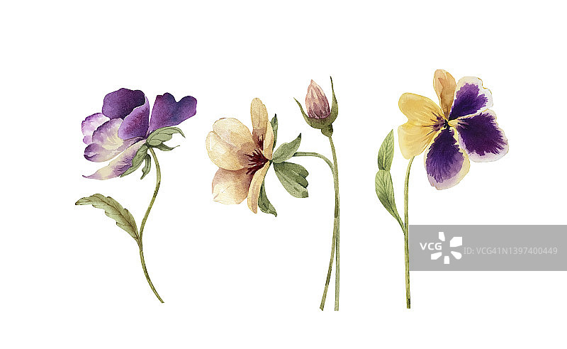 一套水彩插图的紫罗兰花在白色的背景。手绘设计和邀请。图片素材