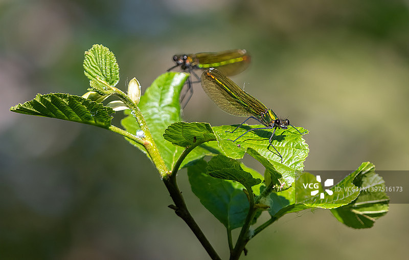 带状母蜻蜓图片素材