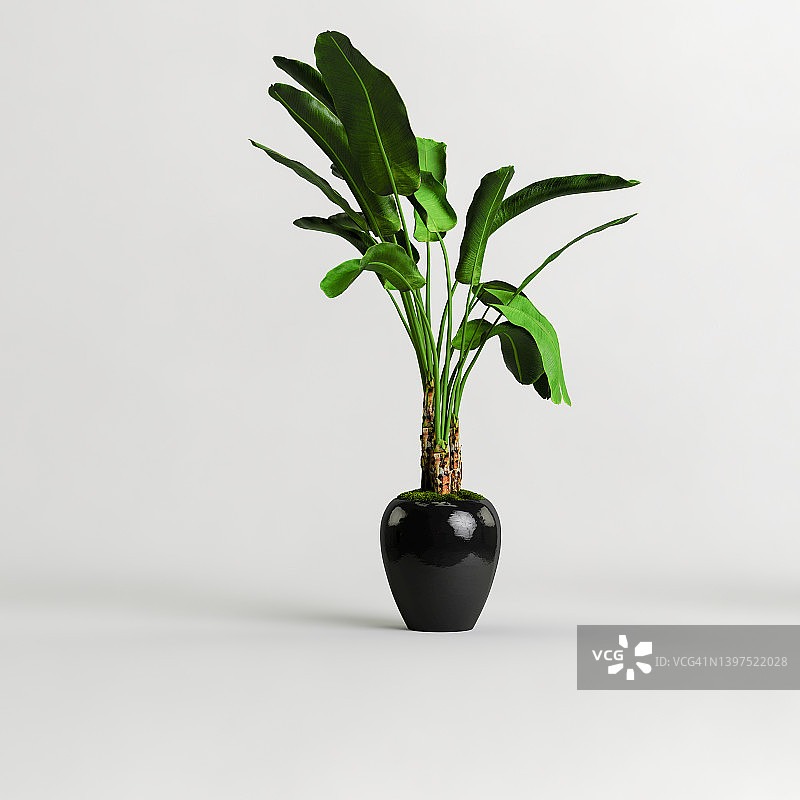 黑色室内植物孤立在白色背景的3d插图图片素材
