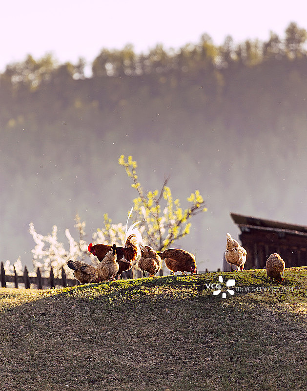 日落时分，一群母鸡和一只公鸡在一个村庄的小山上吃草。有机农场的自由放养觅食鸡。春天或夏天的晚上。图片素材