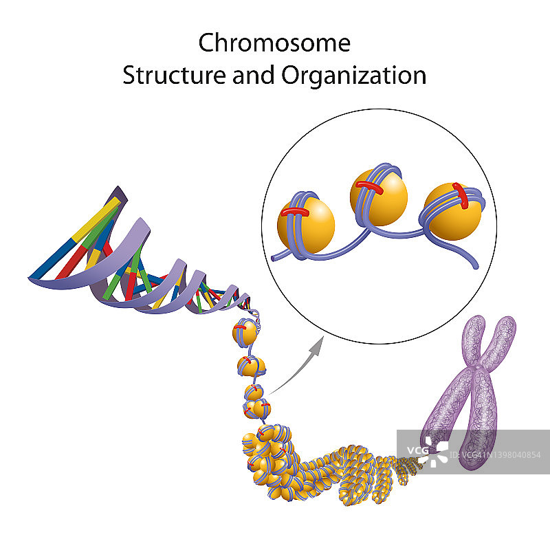 染色体结构和组织图解图片素材