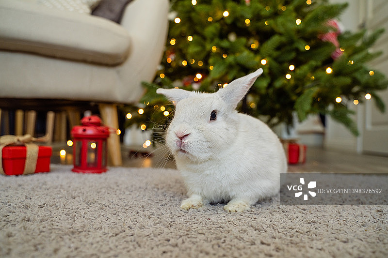 地毯上的小白兔图片素材