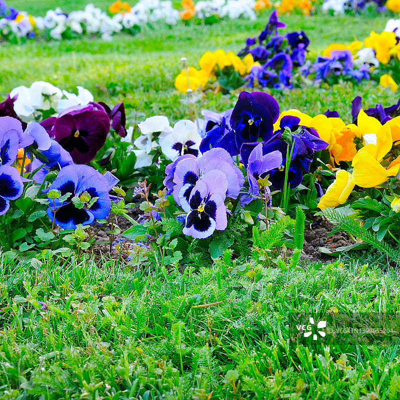 春天花坛上鲜艳的三色紫罗兰。图片素材