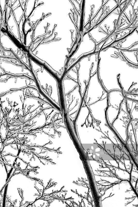 令人惊叹的冰雪覆盖树枝艺术图片素材