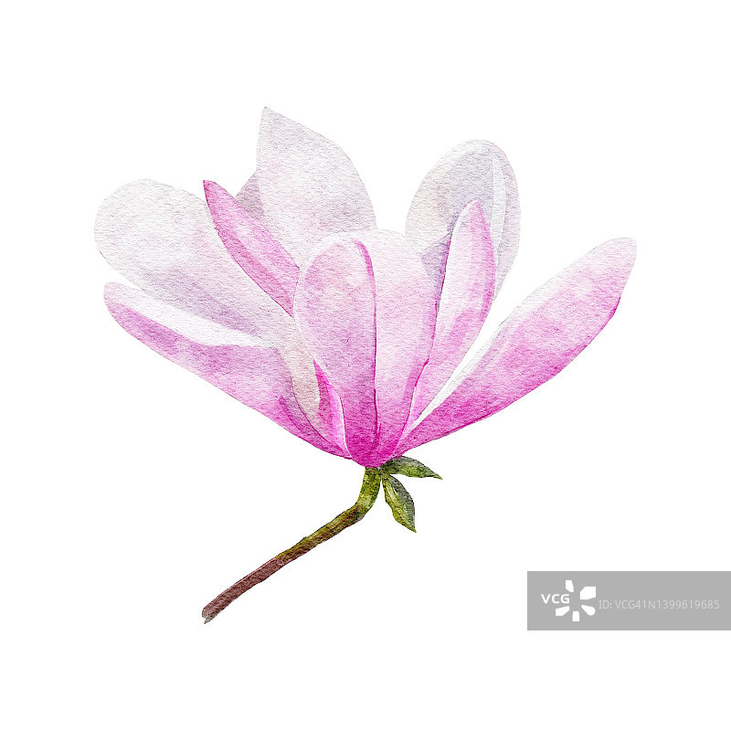 玉兰花的水彩画植物剪纸图片素材