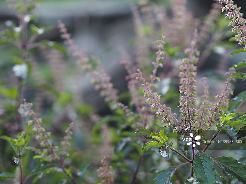 泰国圣罗勒Ocimum tenuiflorum sanctum或Tulsi kaphrao圣罗勒红色叶子绿色蔬菜与花盛开在花园的自然背景图片素材
