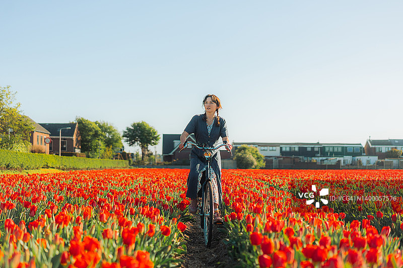 在荷兰的郁金香田里骑自行车的女人图片素材