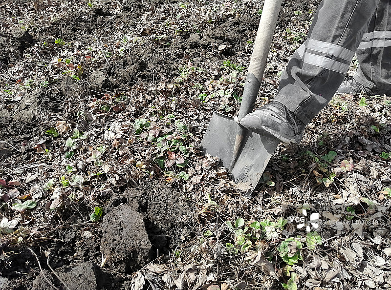 春天，一个男人在花园里挖地。为跑道挖出成排的草莓。图片素材