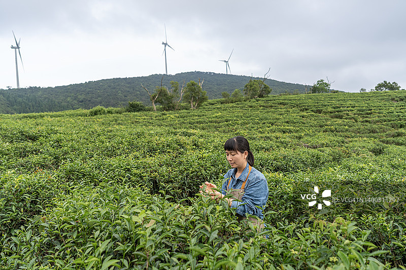 一位亚洲女农民在茶园采摘茶叶图片素材