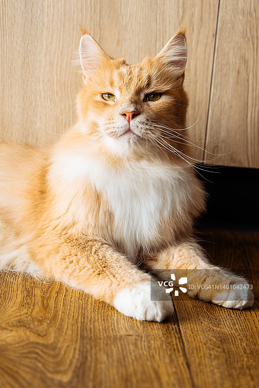 可爱有趣的姜黄色缅因猫坐在厨房的木地板上，看着镜头等待食物。图片素材