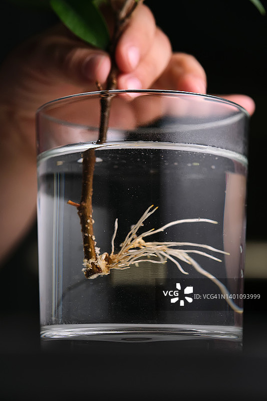 孩子的手从一杯水中取出一株已经长出根的植物。图片素材