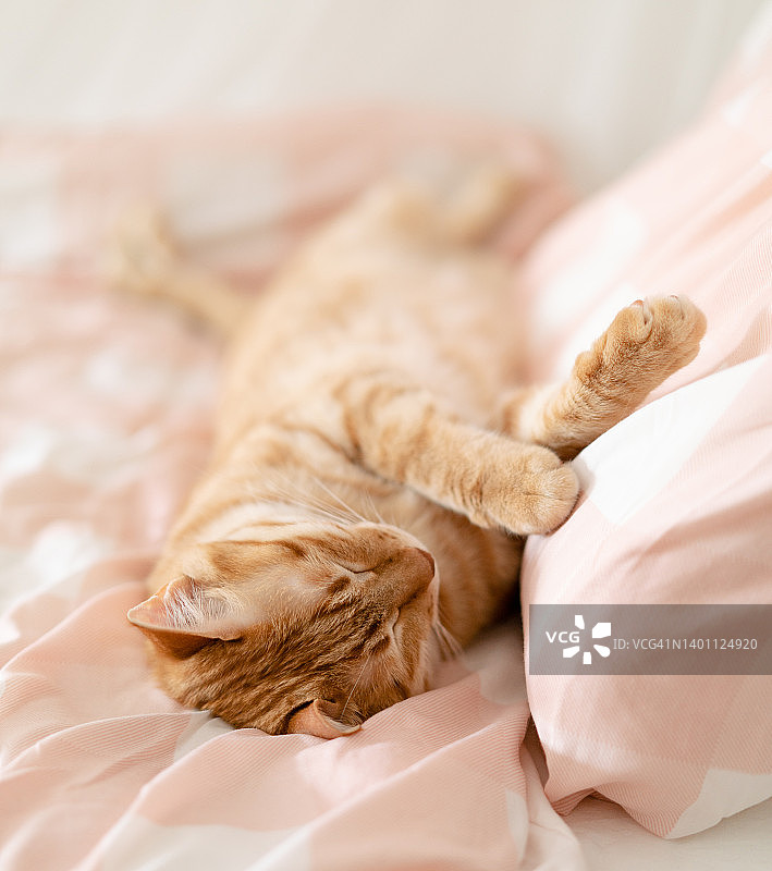 虎斑猫在床上睡觉图片素材