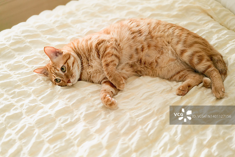 躺在床上的虎斑猫图片素材