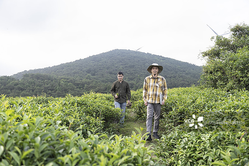 两位男性科学家在茶园中观察茶树的生长图片素材