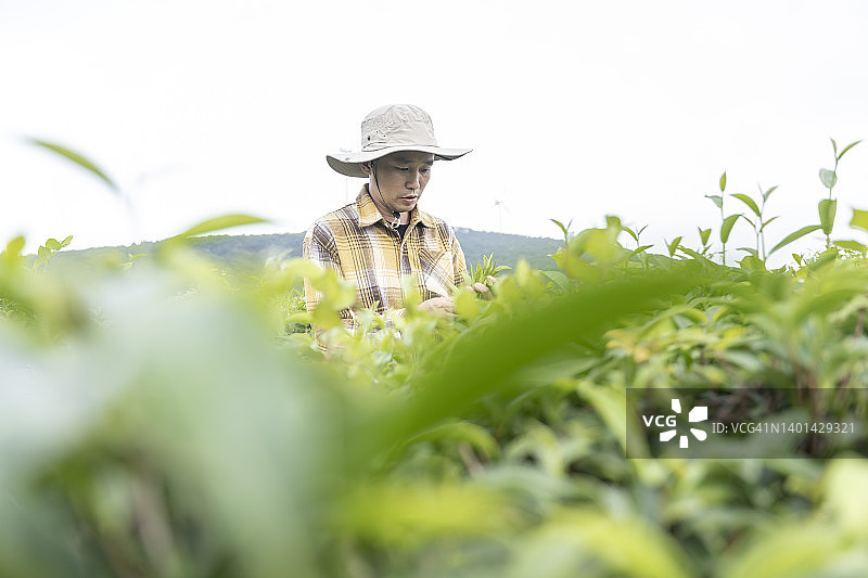 一位中国男性农民在有机茶园采茶图片素材