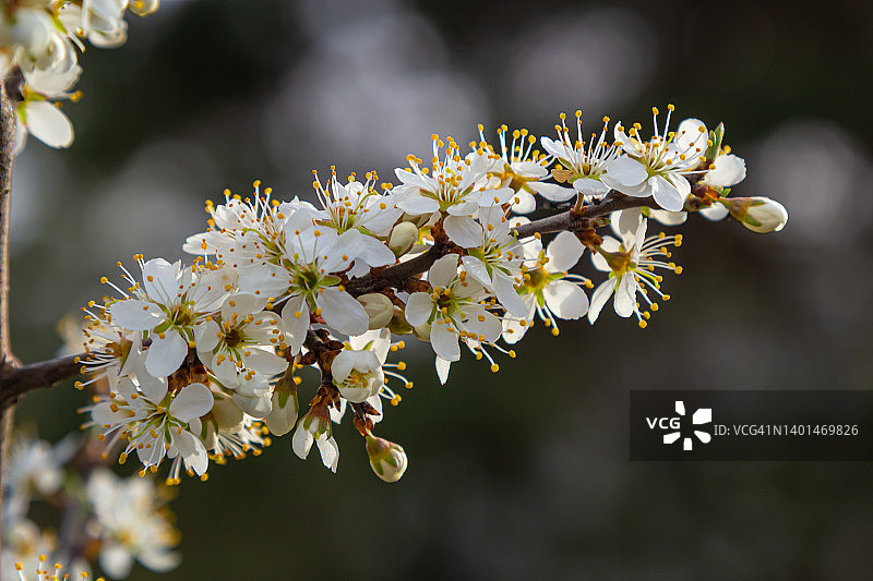 李(Prunus spinosa)又称黑刺李(blackthorn)，是蔷薇科开花植物。Prunus spinosa，又称黑刺李树或黑刺李树，在春天开花图片素材