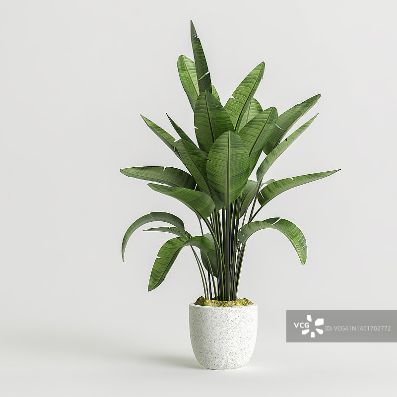 室内盆栽孤立在白色背景的3d插图图片素材