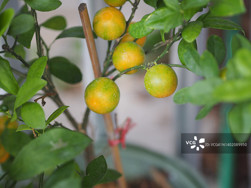 柑橘、金桔等橘类水果在树木上模糊的自然背景，植物图片素材