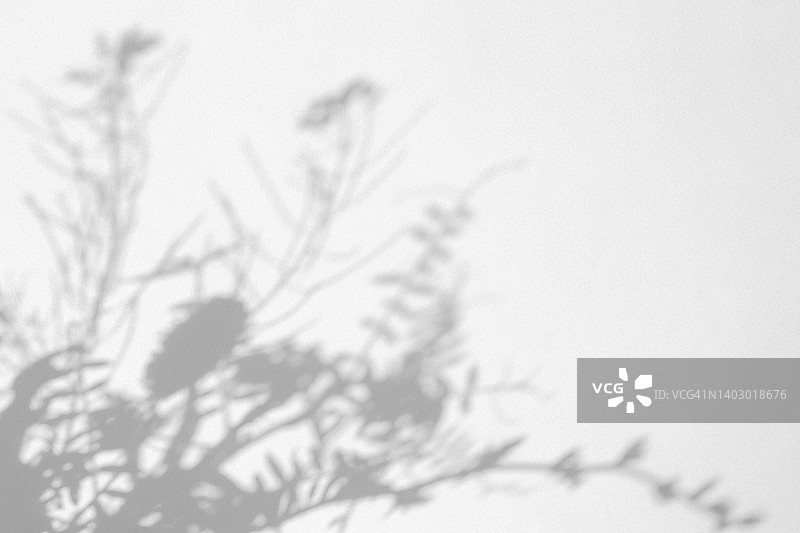 白色墙壁上的花和草的灰色阴影图片素材