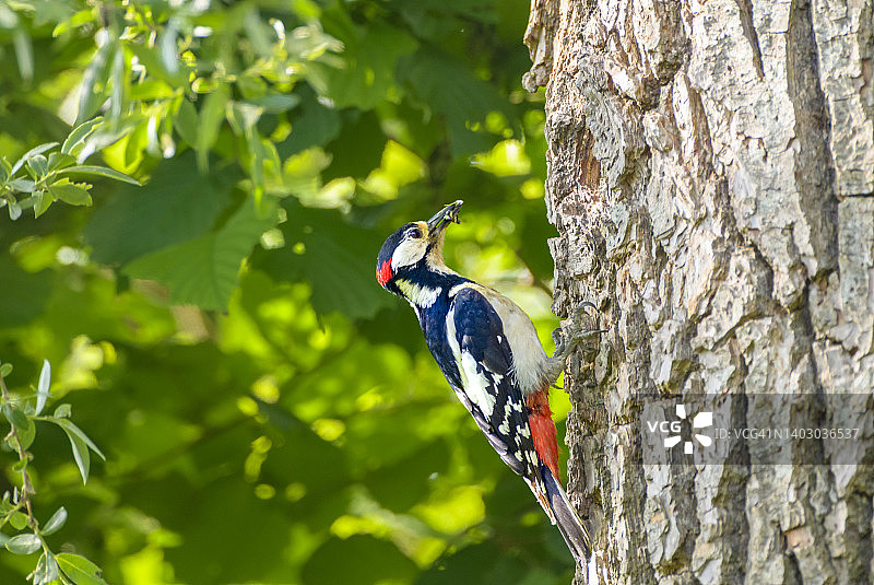 伟大的斑点啄木鸟在春天坐在树洞旁边图片素材