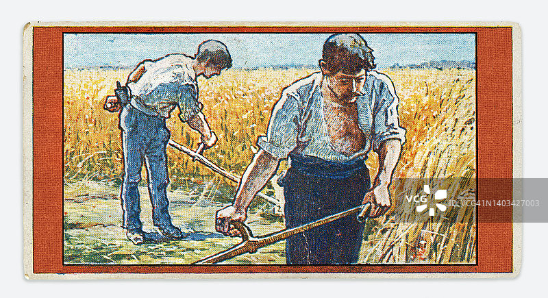 农业农民用镰刀在田间割小麦新艺术插画1899图片素材
