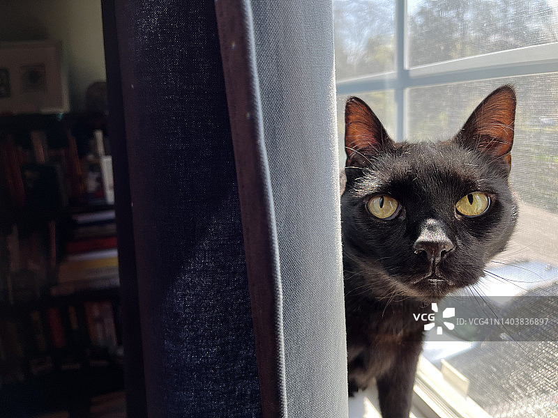 黑猫从窗帘后面探出头来图片素材