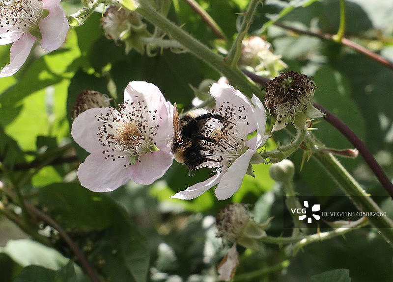 黑莓灌木上的工蜂图片素材