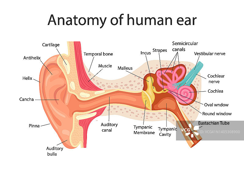 人耳解剖学耳朵内部结构，医学载体插图图片素材