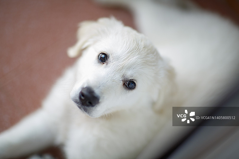 可爱的3个月大的金毛猎犬小狗图片素材