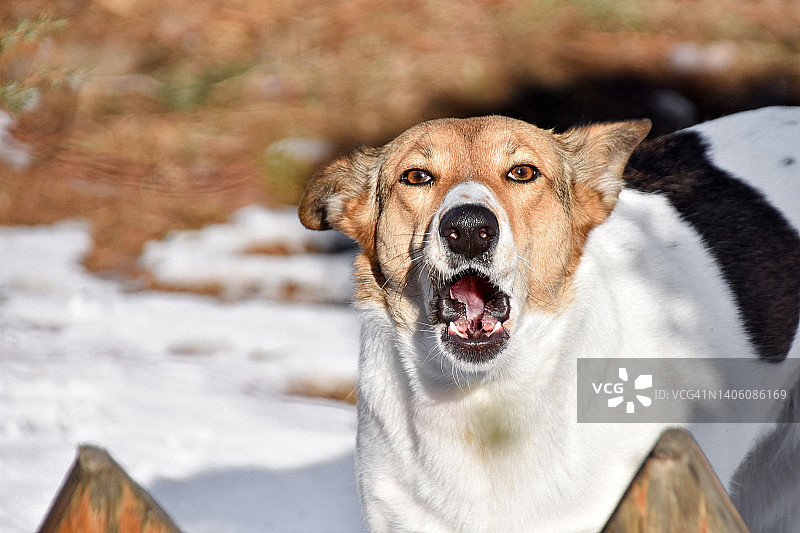 狗在篱笆后面吠叫。狗肖像。冬天图片素材