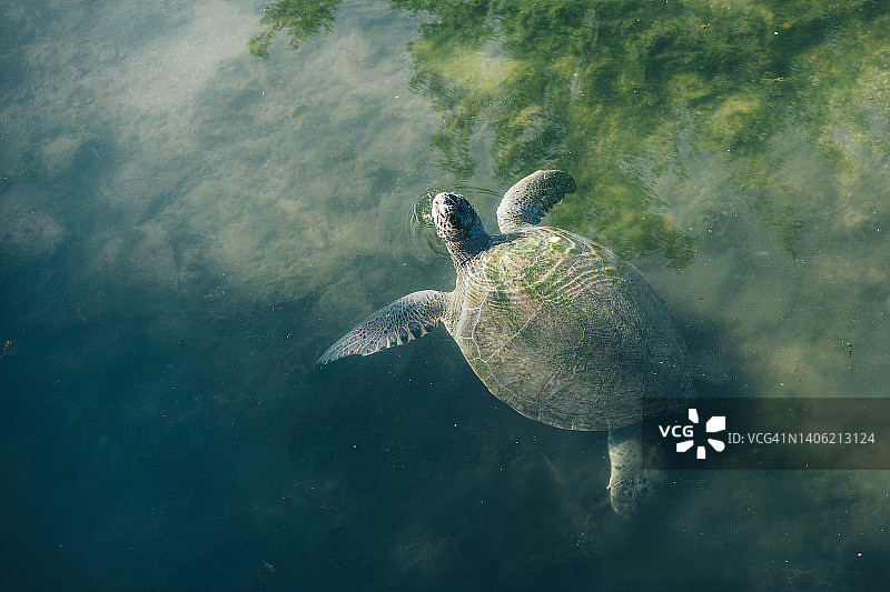 海龟在海里游泳图片素材