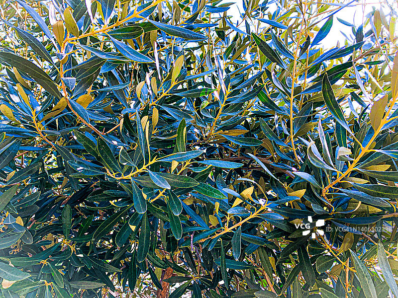 橄榄树图像图片素材