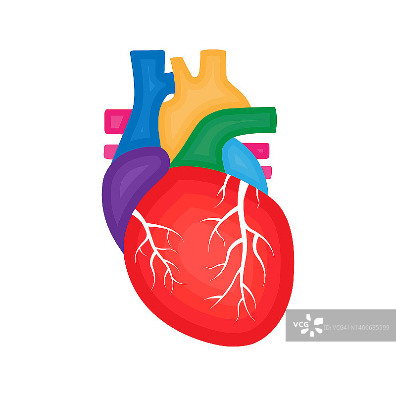 人类心脏解剖学。心脏病学的概念。人体内部器官插图。图片素材
