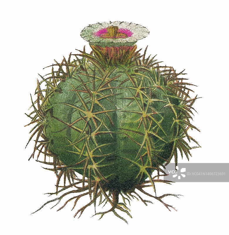 植物学旧色石刻插图，桶形仙人掌Echinocactus horizonthalonius(土耳其头仙人掌)图片素材