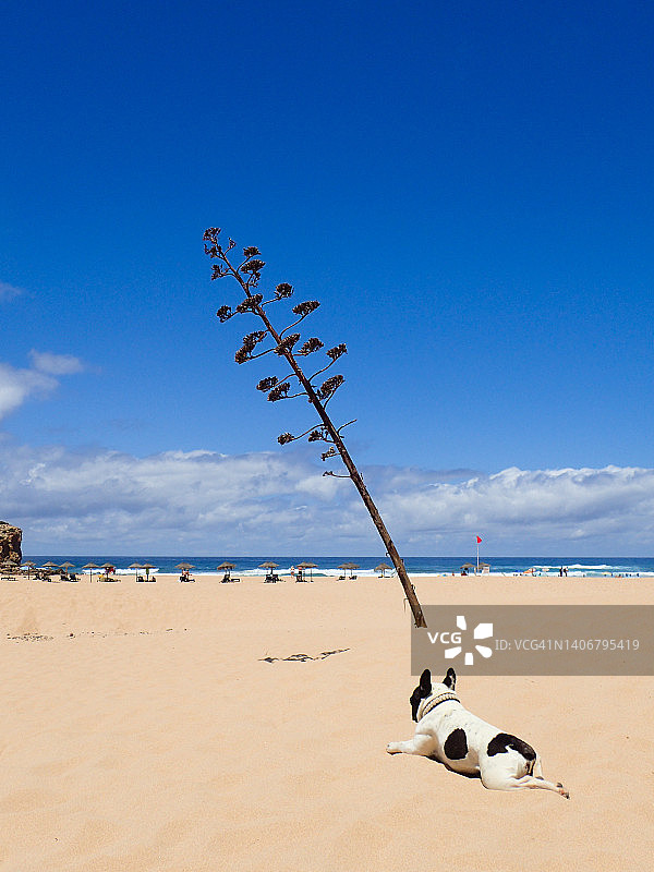 在葡萄牙阿尔加维卡拉帕特拉的波德拉海滩，一只狗正在龙舌兰植物下晒太阳。图片素材