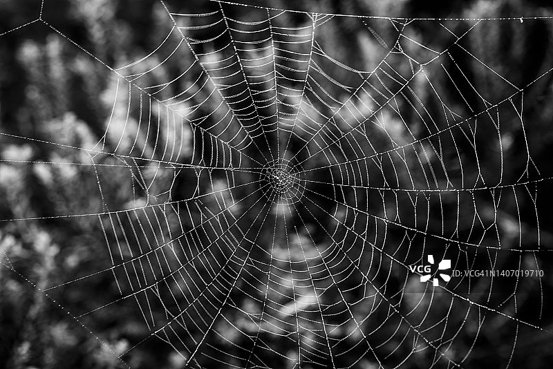 蜘蛛网的美丽特写，黑白的图片素材