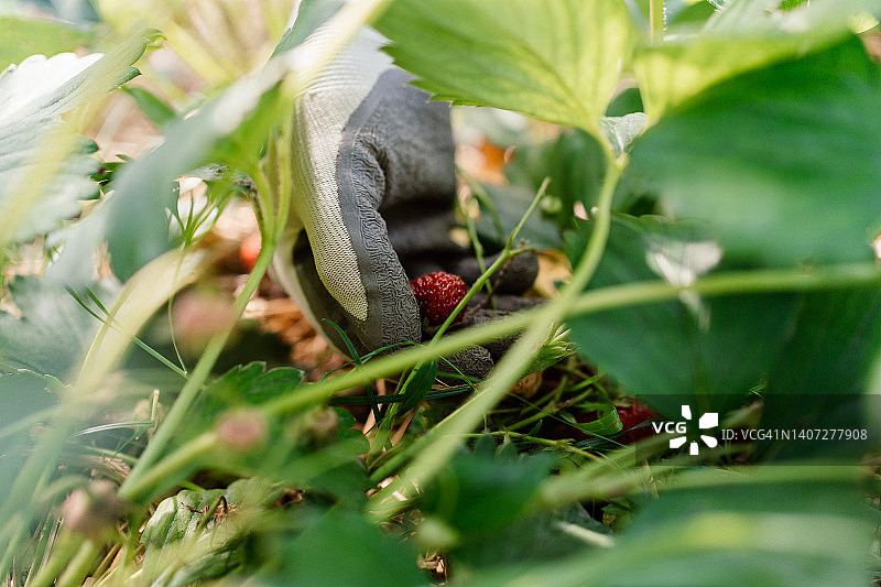 采摘红色草莓果实的手的特写图片素材