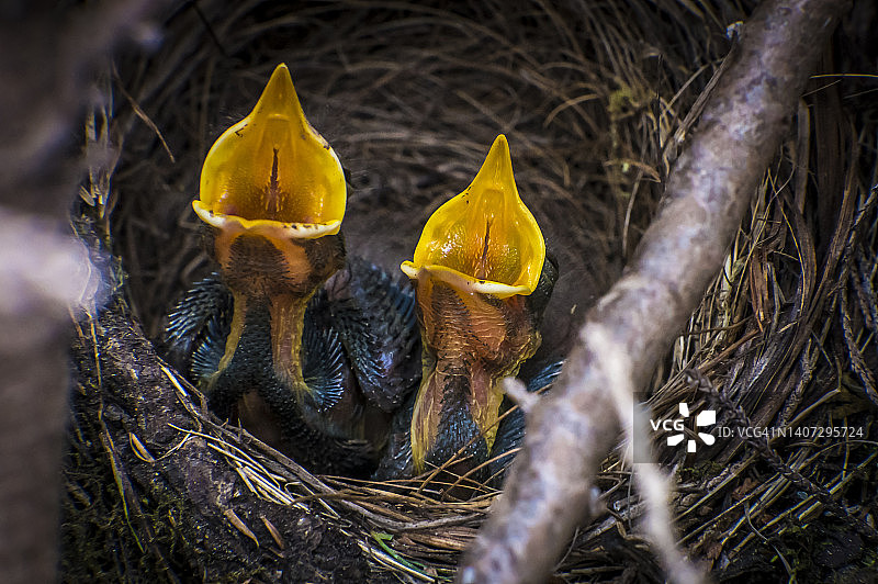 两只饥饿的黑鹂幼鸟坐在巢里图片素材
