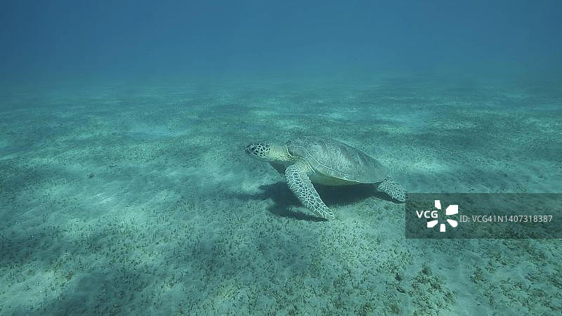 绿油油的大海龟在海床上游着绿油油的海草。绿海龟(Chelonia mydas)水下拍摄，红海，埃及图片素材