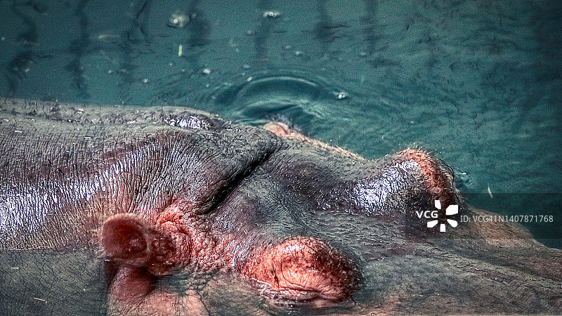 河马睡觉，在水里游泳。图片素材