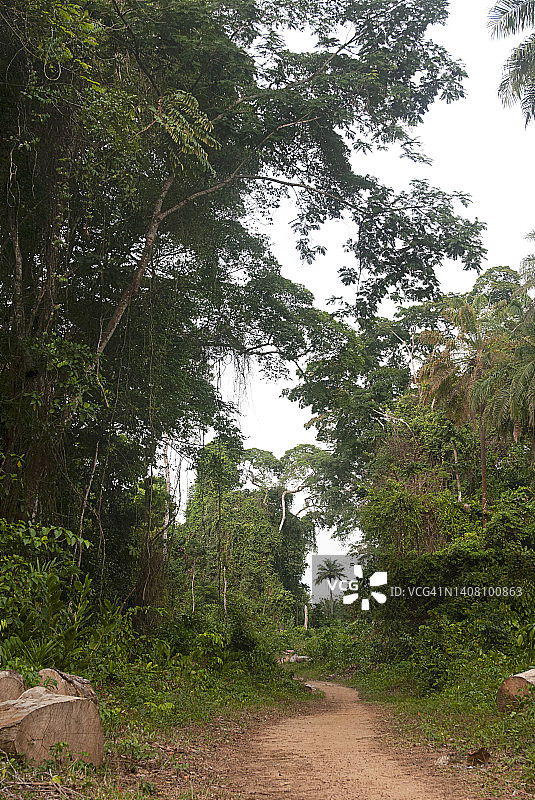 利比里亚的热带雨林。图片素材