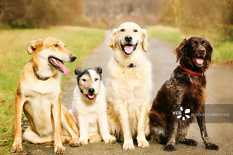 一群快乐的狗狗坐在路上图片素材