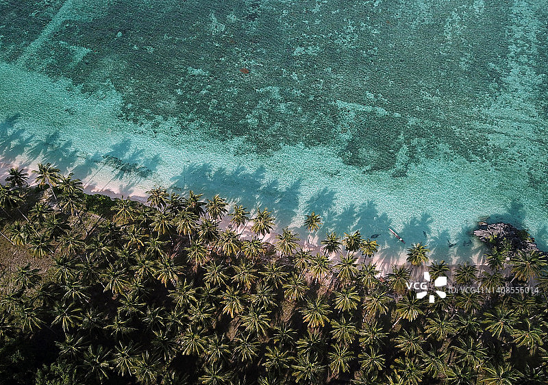 拉朋基的椰子树图片素材
