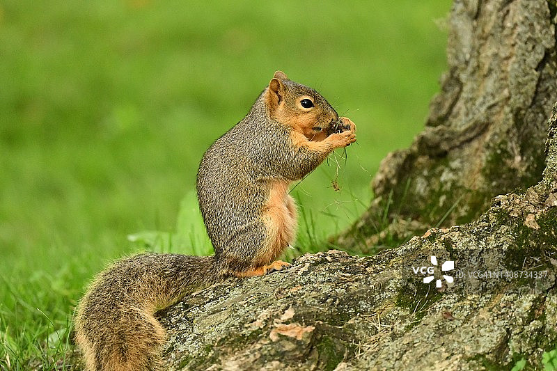 一只在郊区后院吃坚果的野生松鼠图片素材